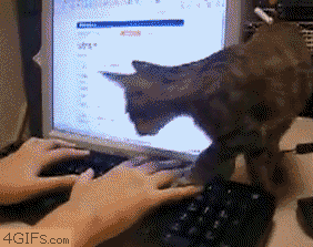 cat on keyboard