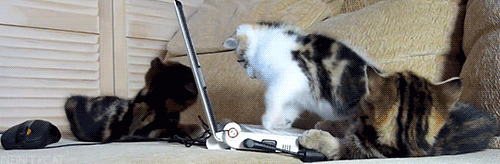 Three kitties jumping on laptop