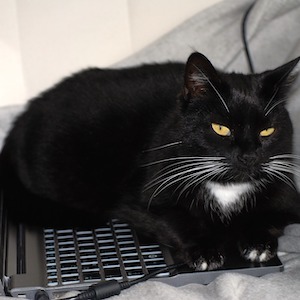 Tuxedo cat sitting on laptop keyboard