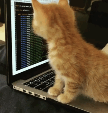 Kitten looking at code on laptop