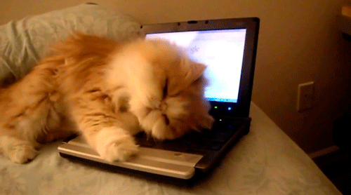 Kitten nuzzling keyboard