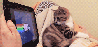 kitty watching animation on iPad screen