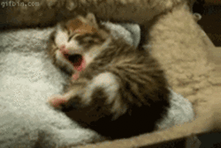 kitten yawning