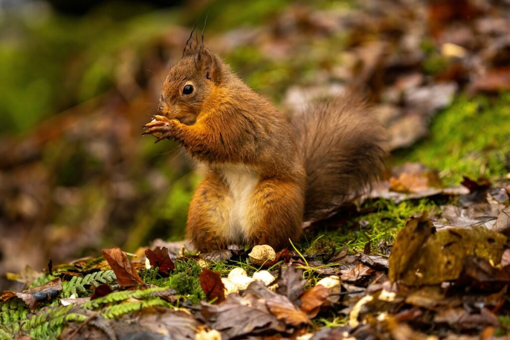 A red squirrel munches on a nut while sitting on the forest floor.