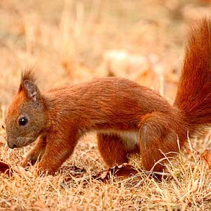 Squirrel burying nuts