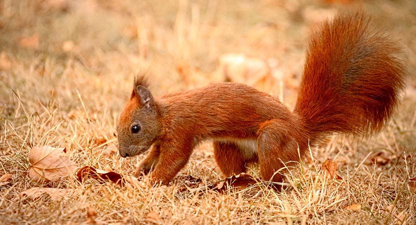 A red squirrel caches acorns for winter