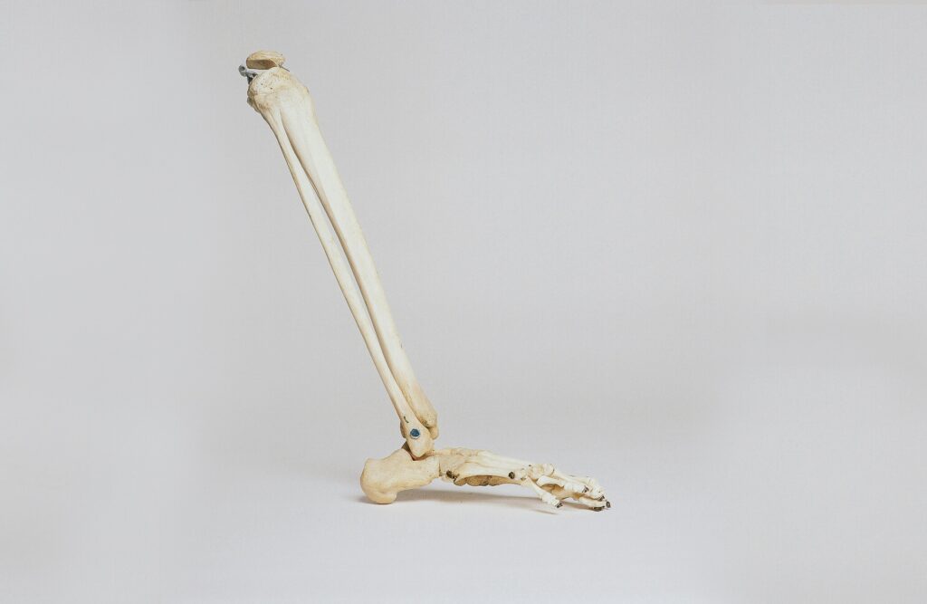 Partial skeleton of just a lower leg and foot