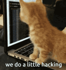 Orange kitten sitting on a laptop keyboard and pressing some keys with the words overlaid "we do a little hacking."
