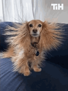 Gif of a pup on a couch with very static-y hair