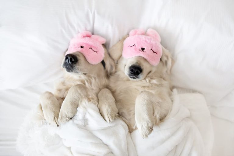 Two white dogs sleeping on their backs side by side. They're both wearing fuzzy pink eye masks.