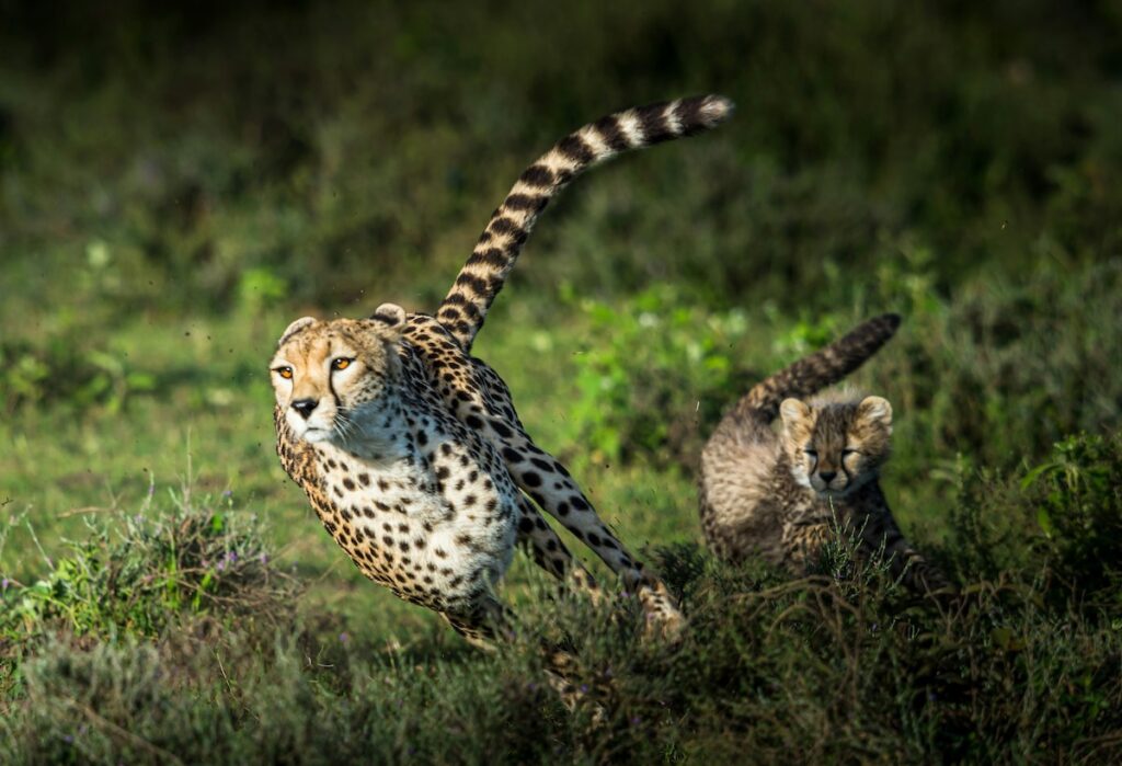 An adult cheetah has its ears pulled back and is running at top speed while a cub looks on