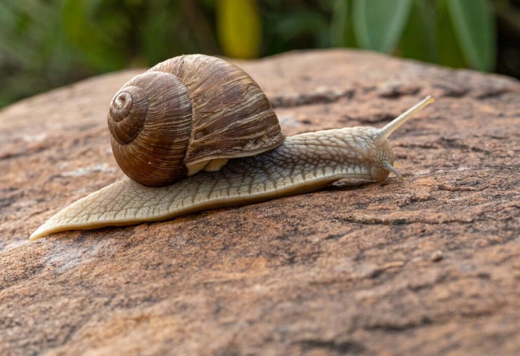 A tab snail with a darker brown shell moves ever so slowly on a reddish rock