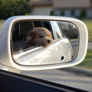 A white and brown Bichon Frise pupper looks thoughtfully out the back window of a white car. The view if from the rearview mirror.