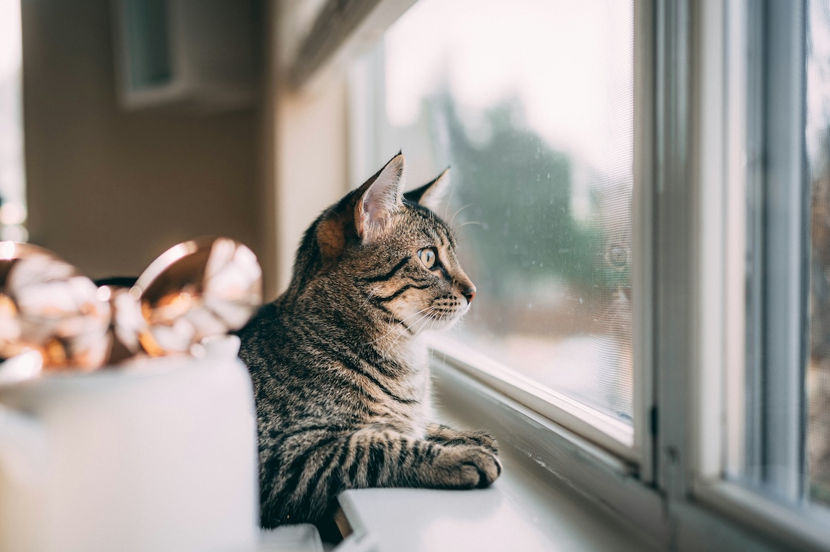 A tabby cat is looking intently out of a slightly dirty window.