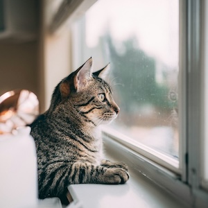 A tabby cat is looking intently out of a slightly dirty window.